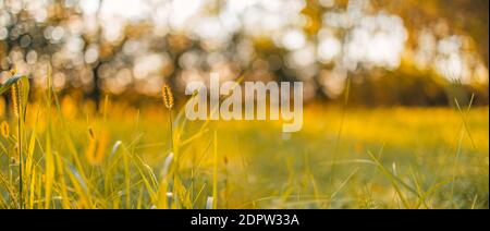 Abstract warm landscape of dry wildflower and grass meadow on warm golden hour sunset sunrise blurred. Tranquil nature field landscape relax bokeh Stock Photo