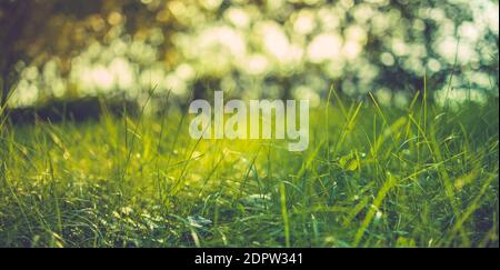 Grass flower with beautiful sunset and soft focus. Green grass background with sun beam. Bright natural bokeh. Soft focus. Abstract nature background Stock Photo