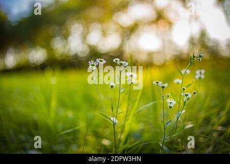 Closeup of daisy flowers on natural blur background. Seasonal nature concept. Beautiful summer meadow background. Inspirational nature closeup. Stock Photo