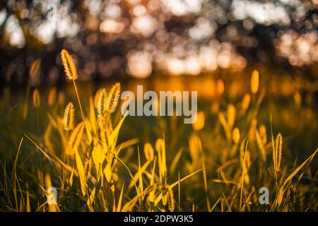 Abstract warm landscape of dry wildflower and grass meadow on warm golden hour sunset sunrise blurred. Tranquil nature field landscape relax bokeh Stock Photo