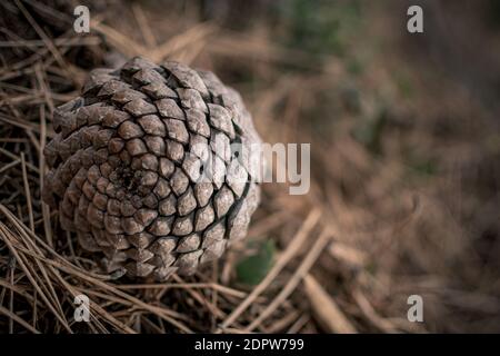a close up image of the spiral pattern of a pine cone on the forest floor Stock Photo