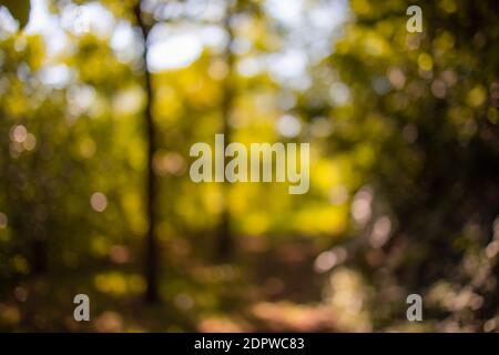 Abstract photo of light beams trees and sunset bokeh lights. Dream nature landscape, fall nature. Autumn bokeh in forest nature Stock Photo