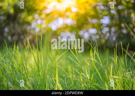Abstract grass meadow from low point of view with artistic blurred forest field landscape. Closeup nature, green freshness view under sunlight, dream Stock Photo