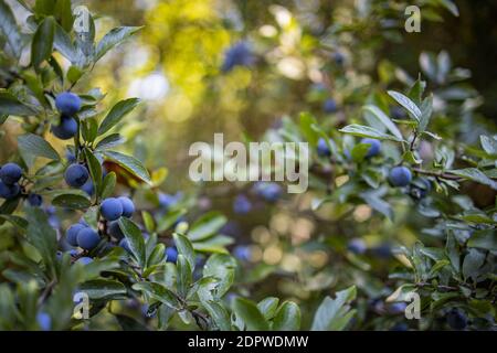 Close up view of evergreen tree with blur berries on branches, sunny nature view. Ripening blackthorn berries on a branch with leaves on a brown blur Stock Photo