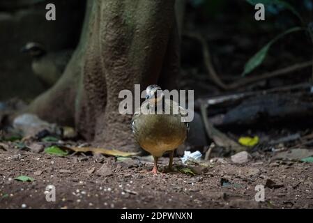 Bar Backed Partridge bird foraging for food Stock Photo