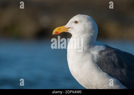 A western gull (Larus occidentalis), one of the most common seabirds of the Pacific coast in North America. This one is from elkhorn slough. Stock Photo