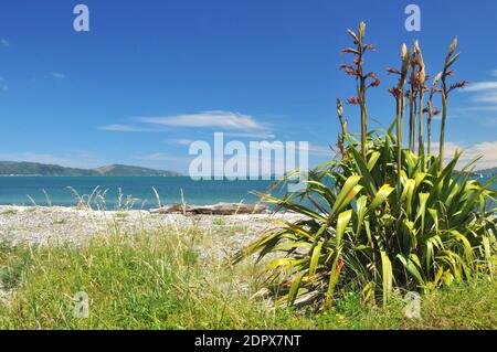 A strong flax plant (Phormium tenax) in flower on shelly Petone Beach, looking south to the entrance of Wellington Harbour, bottom of the North Island Stock Photo