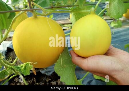 Hand Holding a Young Cantaloupe Melon Fruit Growing beside a Ripe One Stock Photo