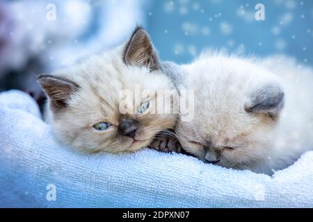 Two cute little seal point kittens on a soft blue blanket Stock Photo