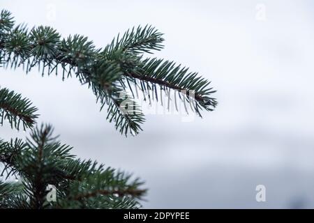 Pine tree covered with rain drop in winter. Spring thaw. Copy space. Close-up. Stock Photo