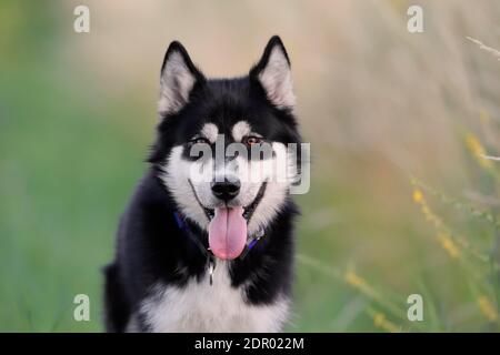 Alaskan Malamute Portrait, male dog, Rhineland-Palatinate, Germany Stock Photo