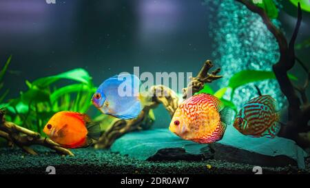 Colorful Fish From The Spieces Symphysodon Discus In Aquarium. Closeup, Selective Focus.