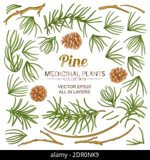 pine elements set Stock Vector