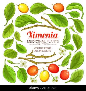 ximenia elements set Stock Vector