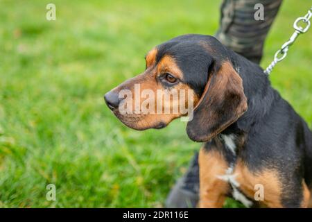 Close up portrait of a young cute reddish and black mongrel dog of a Slovak hound being held on chain. Green grass in the background. Stock Photo