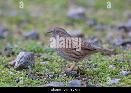 Dunnock or Hedge Sparrow taken in Devon UK Stock Photo