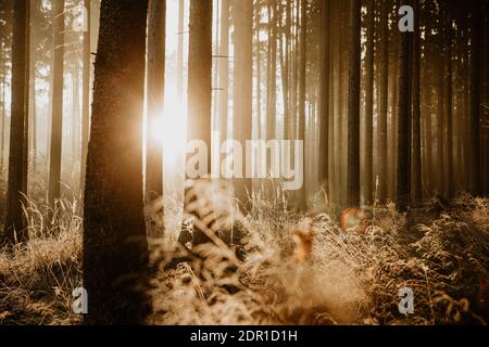 Close up of frosty grass enlightened with golden rising sun shining through the trees in spruce forest Stock Photo