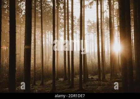 Golden hour with golden rising sun illuminating the tops of the small deciduous trees in background Stock Photo