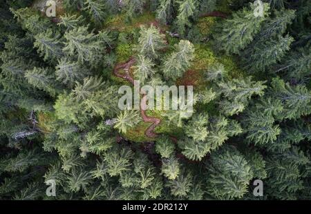 Aerial drone view of a mountainous old Pine tree forest landscape with a winding hiking trail through it. Stock Photo