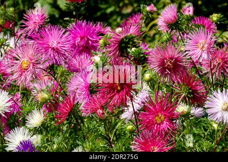 Chinese aster Callistephus chinensis garden border flower bed Stock Photo
