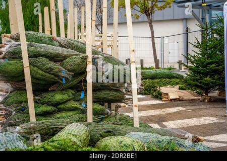 Decorative natural Christmas trees for sale. France. High quality photo Stock Photo