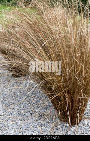 Plants in gravel, ornamental grass Carex buchananii 'Red Rooster', gravel in garden Stock Photo