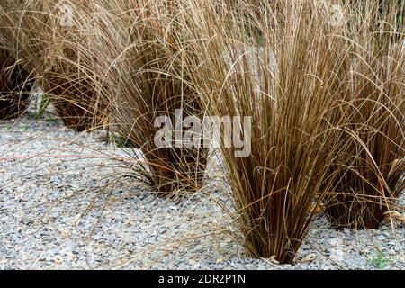 Gravel garden mulch,  ornamental grass Carex buchananii 'Red Rooster' Stock Photo