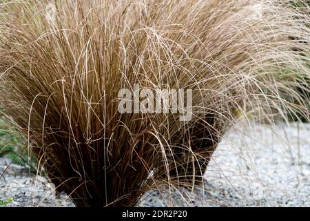 Gravel garden plants, ornamental grasses Stock Photo