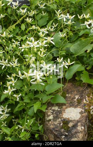 Clematis Terniflora flowering en masse in late autumn, natural garden plant portrait Stock Photo