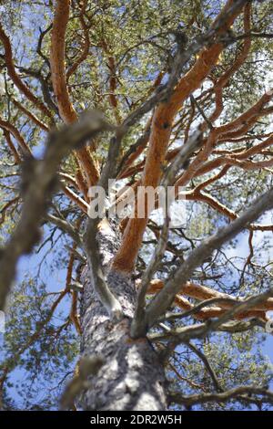 A vertical low angle shot of a tall tree with leafless branche Stock Photo