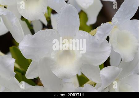 Orchid, Andasibe-Mantadia National Park, Madagascar Stock Photo