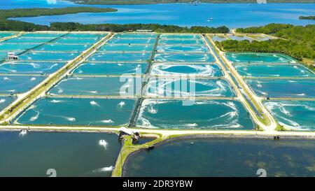 Aerial view of the prawn farm with aerator pump. Bohol, Philippines. Ponds for shrimp farming. Stock Photo