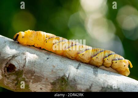 Larva of Death's-head hawkmoth Stock Photo