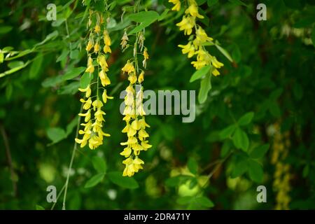 Branches with beautiful yellow hanging flowers of golden rain tree in spring garden.Laburnum anagyroides Stock Photo