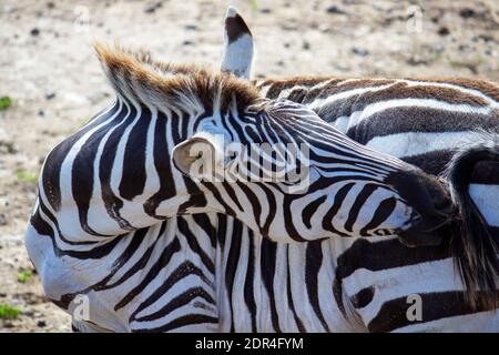 Black and white pattern of zebra fur Stock Photo