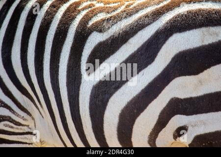 Black and white natural pattern of zebra fur Stock Photo