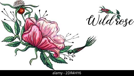 Vector set of delicate pink wild rose flowers, floral arrangements Stock Vector