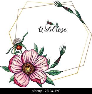 Vector set of delicate pink wild rose flowers, floral arrangements Stock Vector
