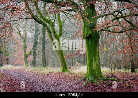 Walking in the woods, along a muddy footpath. Number 3 Stock Photo