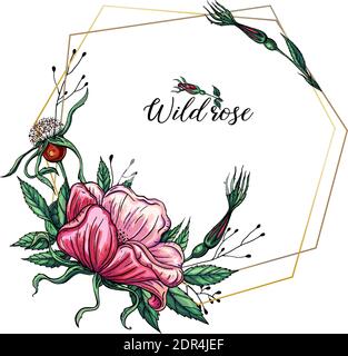 Vector set of delicate pink wild rose flowers, floral arrangements Stock Vector