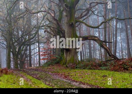 Walking in the woods, along a muddy footpath. Number 1 Stock Photo