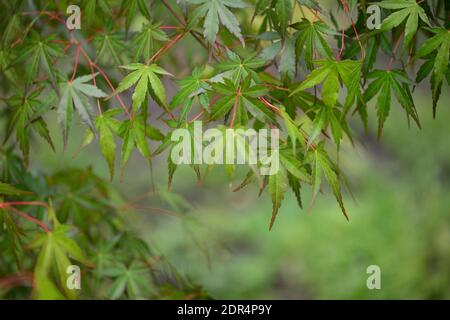 Japanese Maple Leaves close-up budding in the spring Stock Photo