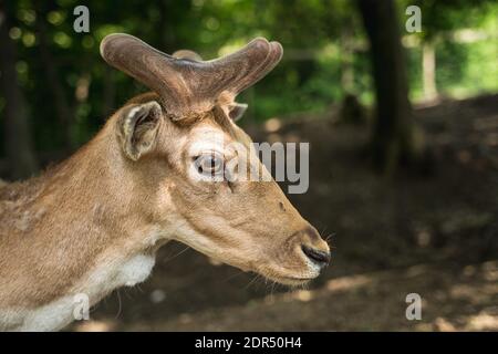 deer staring straight back at the camera - Stock Photo