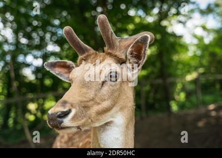 deer staring straight back at the camera - Stock Photo