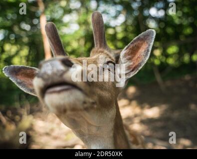 deer staring straight back at the camera - Stock Photo