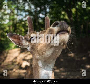 deer staring straight back at the camera - Stock Photo