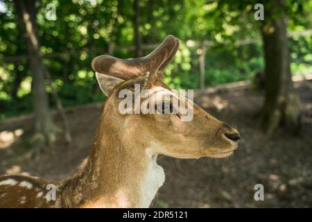 deer staring straight back at the camera - Stock Photo