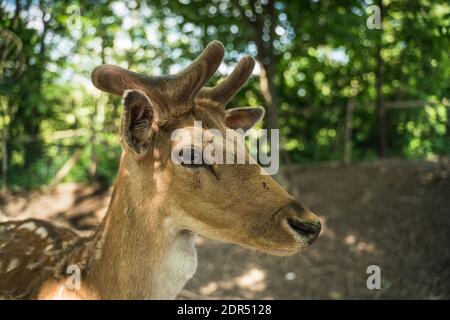 deer staring straight back at the camera - Stock Photo