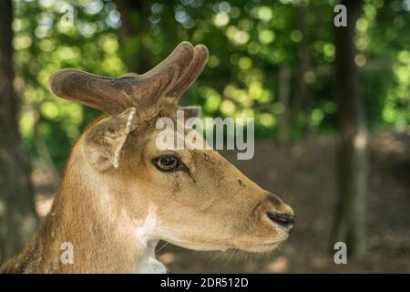 deer staring straight back at the camera - Stock Photo