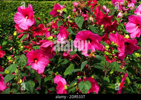 Hibiscus moscheutos swamp rose-mallow pink flowers in garden Large blooms Stock Photo